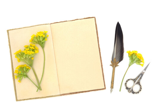Cowslip flowers natural herbal medicine preparation with old hemp notebook, quill pen on white. Used to treat respiratory problems, is a sedative, diuretic, anti inflammatory.