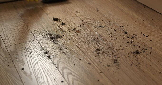 Spilled soil from a flower pot being cleaned with a brush and dustpan, home dirt cleaning.