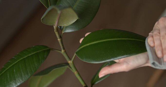 Houseplant care, the process of wiping dust from the leaves of a ficus robusta.