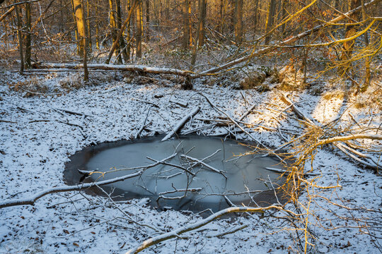 Zugefrorener Weiher im Wald, naturschutzgebiet Beversee, Nordrhein-Westfalen, Deutschland