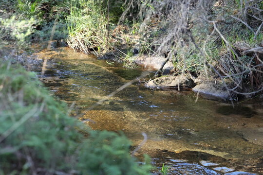 Clear Stream Water Flowing Over Rocks in Australian Bushland