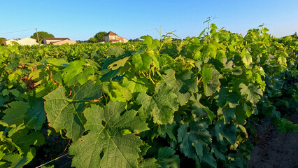 Obraz premium Lush Green Vineyard Rows in Castillon-la-Bataille Bordeaux France