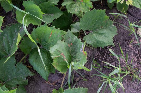 Green grapevine leaves with minor spots and natural damage growing above garden soil, showing summer plant development, viticulture, rural cultivation, and organic vineyard care.