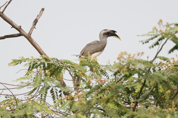 An Indian grey Hornbill has perched on a tree top © Nitin