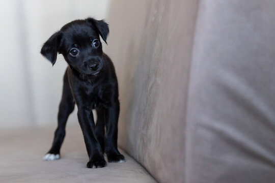 Xoloitzcuintli coated Mexican Hairless Dog puppy with soft black fur, tilting head curiously