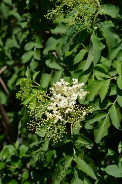 Small white flowers begin to bloom on a wild elderberry bush surrounded by green leaves and unripe buds - latin name - Sambucus nigra