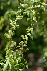 Small green catkins grow along the twisting branches and curled green leaves of a corkscrew willow tree in spring - latin name - Salix matsudana Tortuosa © nahhan