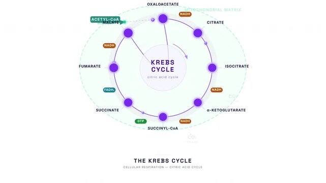 Krebs Citric Acid Cycle Animation &mdash; Cellular Respiration Metabolic Pathway Education Loop