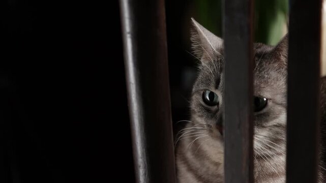 Gray tabby cat peeking through wooden chair slats with green eyes and black copy space