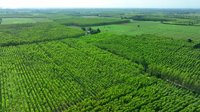 Drone view agricultural fields featuring eucalyptus plantations and cassava crops, reflecting biomass resources, circular economy opportunities, supply chain resilience and green industry development.