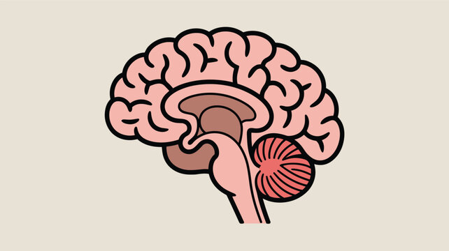 Detailed anatomical illustration of the human brain showing its major regions like the cerebellum and brainstem on a tan background.