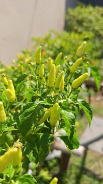 Close-up video of chili peppers growing abundantly on healthy plants in a home garden under natural sunlight. Fresh organic chili harvest, ideal for agriculture, farming, gardening, food 
