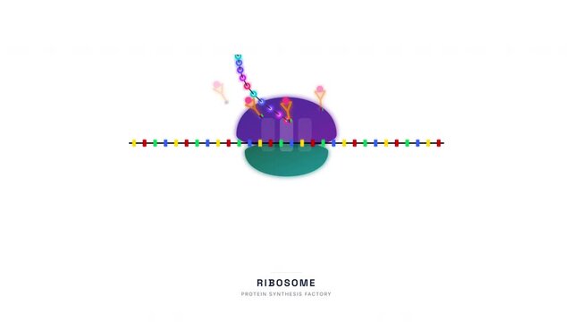 Ribosome mRNA Translation Animation &mdash; Protein Synthesis Molecular Biology Education Loop