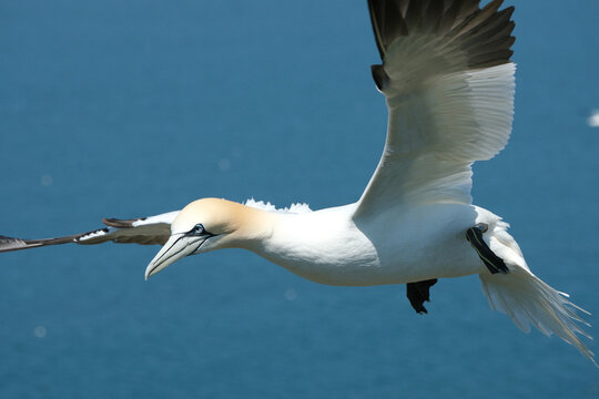 Northern Gannet (Morus bassanus) flying in the blue sky over the ocean, close-up of a large seabird soaring with spread wings during migration, side view, wildlife photography