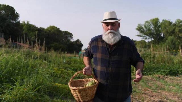 Senior farmer walking through his organic garden holding a basket full of fresh vegetables