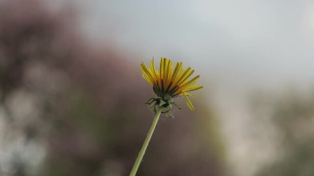 Yellow dandelion flower on long stem with blurred natural background and copy space
