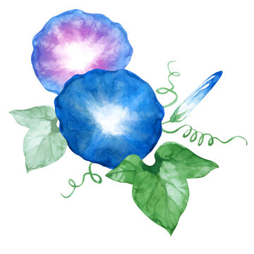 朝顔　夏の花　水彩 イラスト