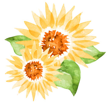 ひまわり　夏の花　水彩 イラスト