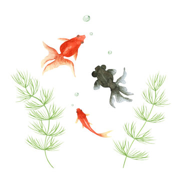 金魚 出目金　水彩 イラスト