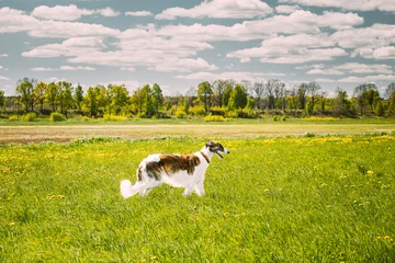 Russian Dog, Borzoi Running At Summer Sunny Day. Russian Hunted Dog At Meadow Or Field. Summer Season. Russkaya Psovaya Borzaya, Psovoi On Summer Grass. Bright Shine Sky © Great Brut Here