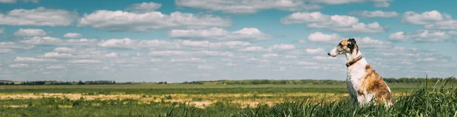 Panoramic View. Russian Dog, Borzoi At Summer Sunny Day. Russian Hunted Dog At Meadow Or Field. Summer Season. Bright Shine Sky. Russkaya Psovaya Borzaya, Psovoi On Summer Grass. Bright Blue Shine Sky © Great Brut Here
