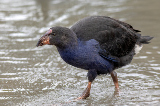 Immature Australasian Swamphen Wading Through Shallow Water