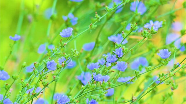 A video of a beautiful blue chicory flower in a meadow