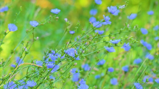 A video of a beautiful blue chicory flower in a meadow