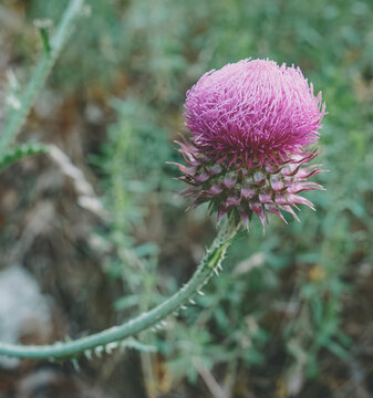 Thistle flower displaying vibrant pink blossoms and a prickly stem with sharp thorns, thriving in nature