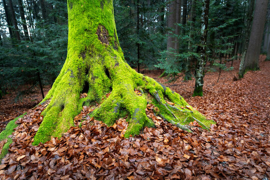 Tree covered with moss at Bavarian forest, Germany.