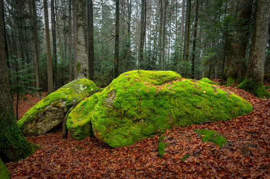 Big rock covered with moss at Bavarian forest, Germany.