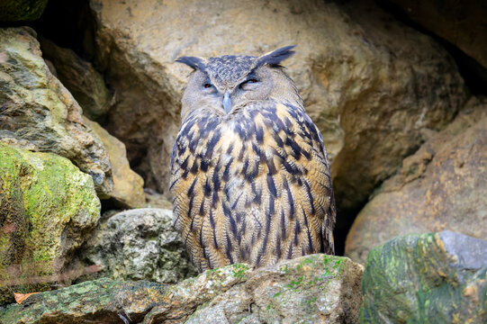 Eurasian Eagle-Owl (Bubo bubo) perched on a stone at burrow entrance, Germany.