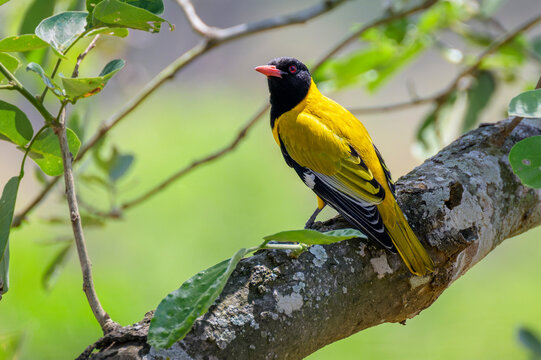 Black-headed oriole (Oriolus larvatus) perched in tree with backlight, Kruger National Park, South Africa.