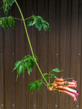Orange trumpet vine flowers hanging against a dark wooden wall