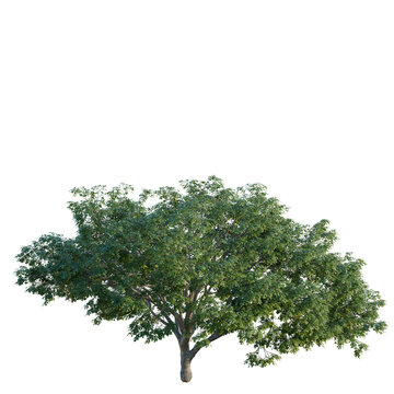 Albizia saman tree, elevation, front view, cutout, transparent background, isolate, Detailed Tree with Dense Green Foliage - Alpha Channel for Easy Compositing and Design Elements