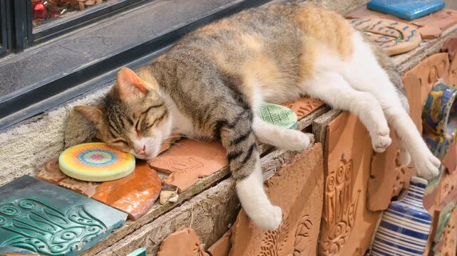 Stray calico cat sleeping peacefully on a colorful decorated ledge in a sunny street, fa01