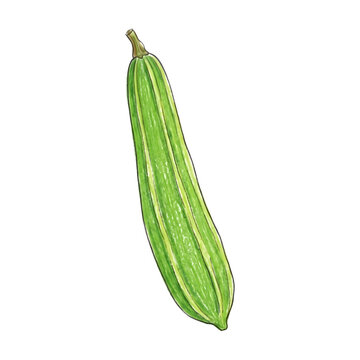Green luffa sponge gourd vegetable hand drawn illustration with vegetable ingredient agriculture botanical nutrition isolated background