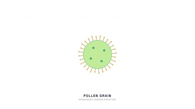 Pollen Grain Surface Structure Animation &mdash; Palynology Botanical Reproduction Biology Loop