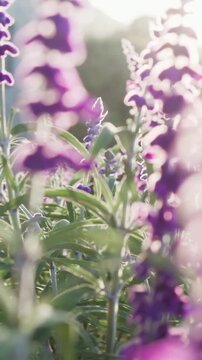 Vertical video: Panning tall purple flower spikes shifting into focus in garden for backlit detail