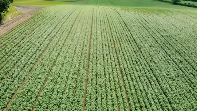 Rows of Potato plants fields in farmland countryside 