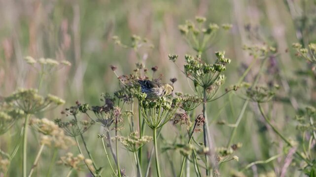 Eurasian Siskin (Spinus spinus) Perched on Wild Fennel in Natural Environmental Habitat.
