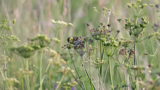 Eurasian Siskin (Spinus spinus) Perched on Wild Fennel in Natural Environmental Habitat.