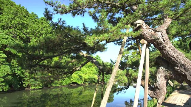 リフレクションした緑がきれいな島根県松江市の夏の松江城山公園_10bit_4:2:2_固定