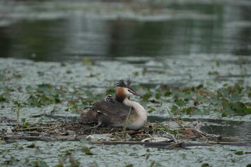 Great Crested Grebe Chick Riding on Parent’s Back © まー