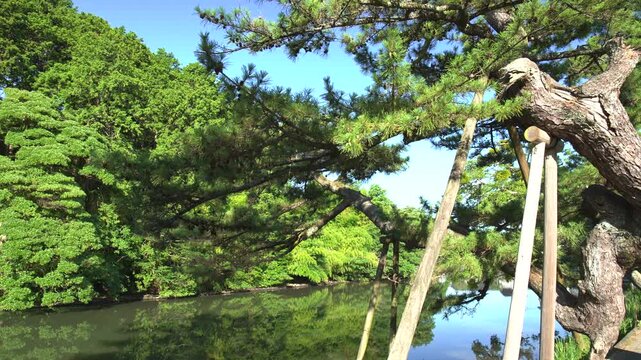 リフレクションした緑がきれいな島根県松江市の夏の松江城山公園_10bit_4:2:2_固定