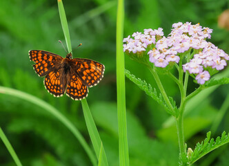 macro of a melitaea celadusssa the southern heath fritillary butterfly on a blade of grass © lotusblüte17