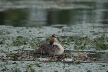 Great Crested Grebe Chick Riding on Parent’s Back © まー