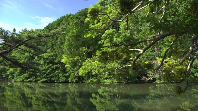 リフレクションした緑がきれいな島根県松江市の夏の松江城山公園_10bit_4:2:2_固定
