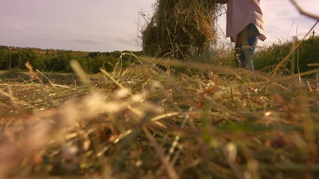 Female farmer picks up piles of grass hay in field