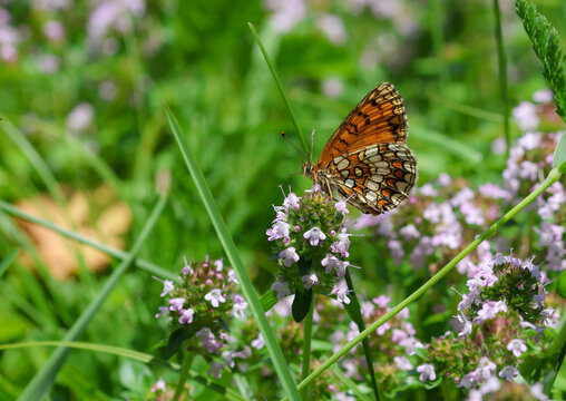 macro of a melitaea athalia the heath fritillary butterfly on thymus vulgaris